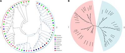 UDP-Glucose Dehydrogenases: Identification, Expression, and Function Analyses in Upland Cotton (Gossypium hirsutum)